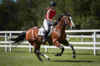 Equine growth solutions by SynGrow Consulting